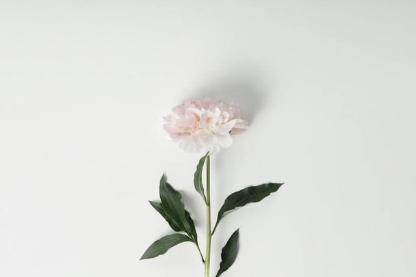 Beautiful pink peony flower on white background top view flat lay style - Φωτογραφία, εικόνα