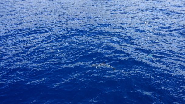 кит и дельфин, смотрящие на чудесном острове Мадейра: Дикий дельфин в бутылках выпрыгивает из воды; Португалия, Европа. - Фото, изображение