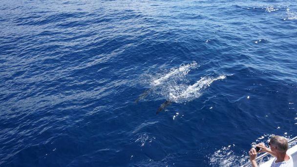 pozorování velryb a delfínů na nádherném ostrově Madeira: divoký delfín skáká z vody; Portugalsko, Evropa. - Fotografie, Obrázek