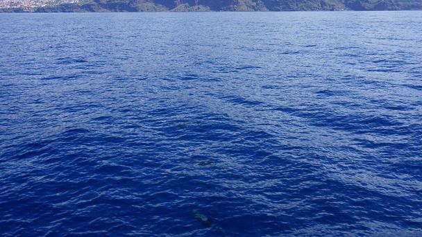 マデイラ島でのクジラとイルカの観察:野生のボトル入りイルカが水中から飛び立ちます;ポルトガル,ヨーロッパ. - 写真・画像