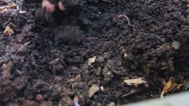 Primer plano de gusanos rojos dentro del fértil suelo del jardín - Metraje, vídeo