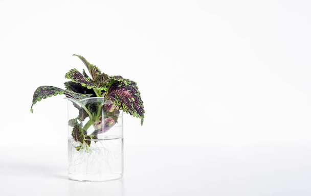 casa de arbustos de plantas de interior en un jarrón de vidrio aislado sobre fondo blanco, diseño minimalista. Foto de alta calidad - Foto, imagen