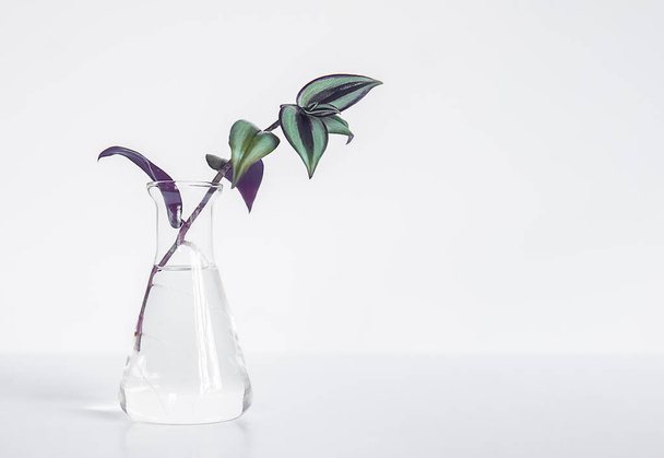 白地に隔離されたガラスの花瓶に屋内植物の低木を収容するミニマリズムデザイン。高品質の写真 - 写真・画像