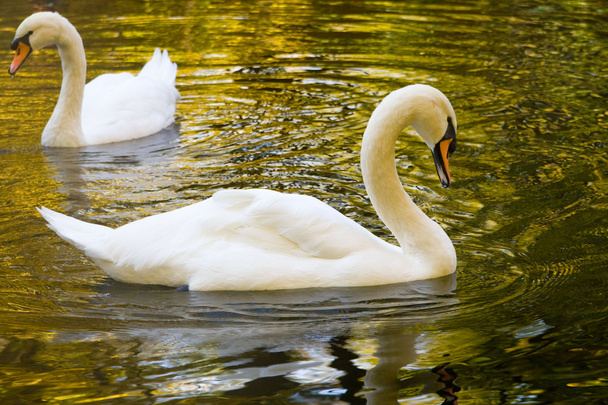 Два лебеді на осінньому озері
 - Фото, зображення