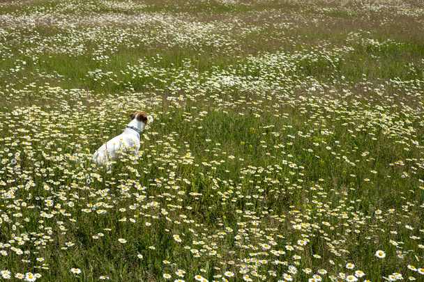 joven jack russell terrier se sienta hacia atrás en un campo con margaritas en un día salado, despedida de verano - Foto, Imagen