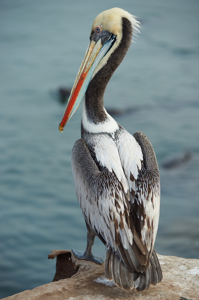 Peruvian Pelican - Foto, Bild