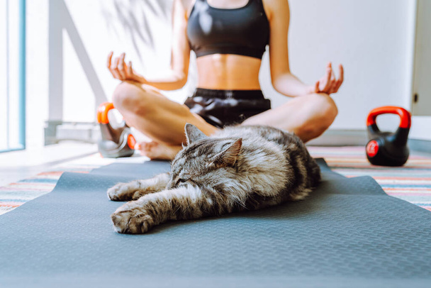 onherkenbare sportvrouw zit in yoga poseren op sportmat, ontspant, huiselijk grijs pluizige kat ligt in de buurt, slaapt. Thuis workouts met huisdieren. het echte leven van huiskat, naast geliefde persoon, op het moment van sporttraining - Foto, afbeelding