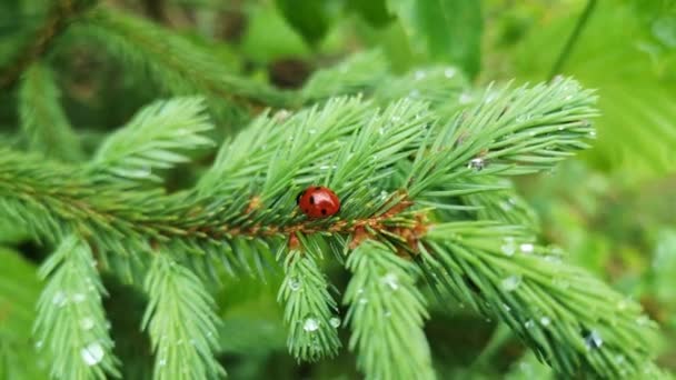 Ladybugは濡れた木の枝に座っています - 映像、動画