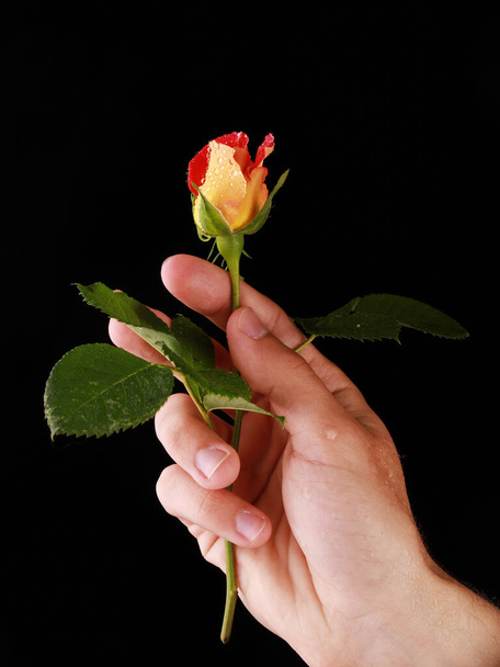 απίστευτα όμορφο κόκκινο τριαντάφυλλο στο στούντιο - Φωτογραφία, εικόνα
