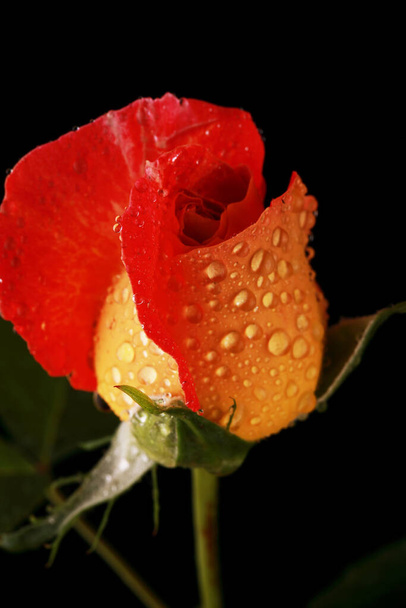 increíblemente hermosa rosa roja en el estudio - Foto, imagen