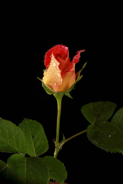 niesamowicie piękna czerwona róża w studio - Zdjęcie, obraz