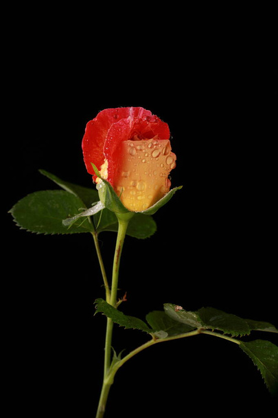 uskomattoman kaunis punainen ruusu studiossa - Valokuva, kuva