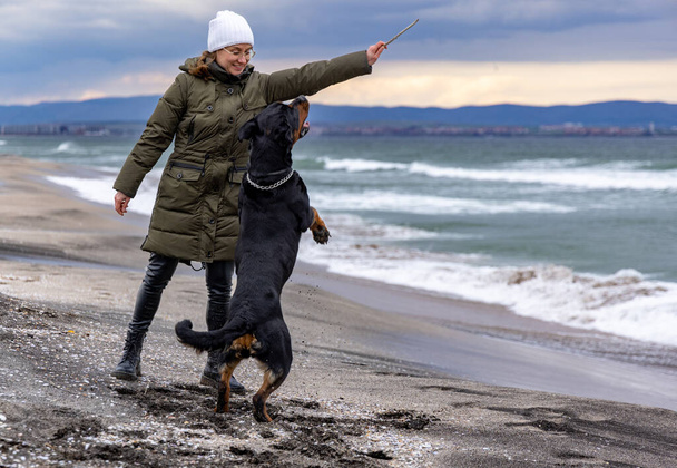 Adult cheerful happy hostess woman in warm clothes plays with a small stick with her big faithful funny dog of the Rottweiler breed, in cold cloudy weather on a sandy sea wild beach - Valokuva, kuva