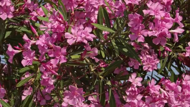 Punainen violetti Oleander Nerium Puu keinuvat tuulessa kesällä kuvamateriaalia. - Materiaali, video