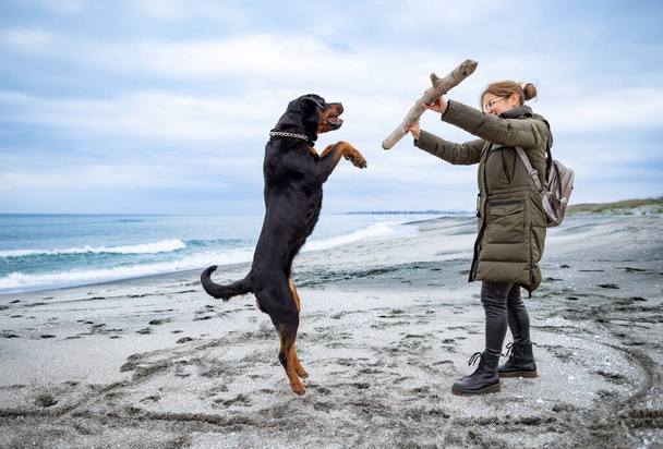Adult cheerful happy hostess woman in warm clothes plays with a big dry curve stick with her big faithful funny dog of the Rottweiler breed, in cold cloudy weather on a sandy sea wild beach - Foto, afbeelding
