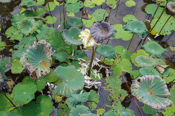 Withered lotus leaves and lotus leaves in the water - Photo, Image