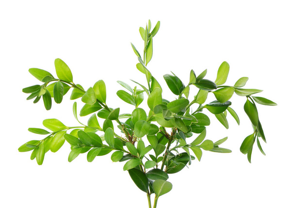 Boxwood branch isolated on white background. Green boxwood sprig. Buxus with clipping path - Фото, изображение