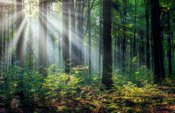 Beautiful sunny morning in the green forest - Foto, afbeelding