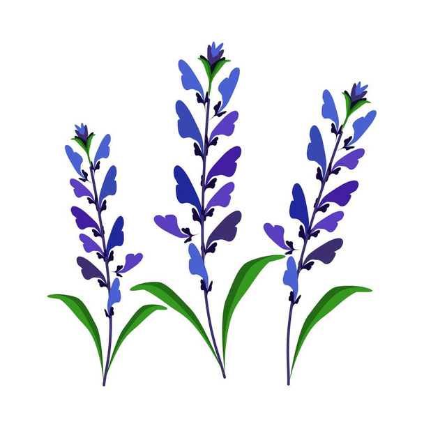 Bella Fiore, Illustrazione di fiori di salvia blu o Salvia Sclarea Fiore con foglie verdi isolate su sfondo bianco - Vettoriali, immagini