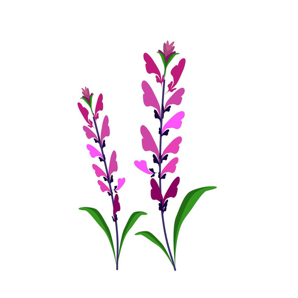 Hermosa flor, ilustración de flores de salvia rosa o flor de salvia con hojas verdes aisladas sobre fondo blanco - Vector, Imagen