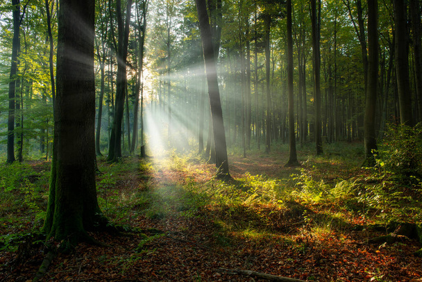 Beautiful sunny morning in the green forest - Foto, Imagem