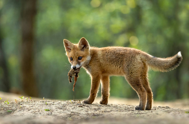 Roztomilá mladá červená liška v lese (Vulpes vulpes ) - Fotografie, Obrázek