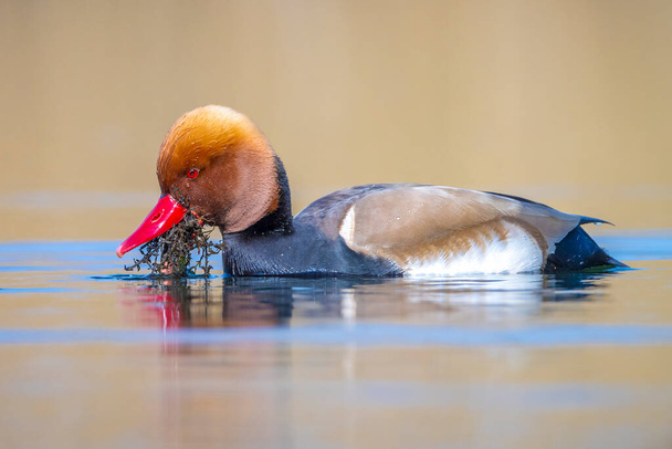 Erkek kırmızı ibikli pochard Netta rufina su kuşları suda yiyecek arıyor. Renkli ve güneşli bir gün, düşük bir bakış açısı. - Fotoğraf, Görsel