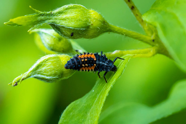 Ladybug insect larva or pupa Coccinellidae closeup. Pupal stage feeding on green vegetation closeup.  - Photo, Image