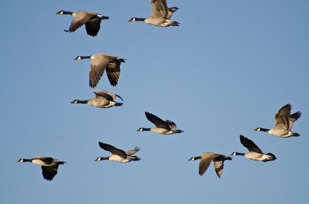 великі стада гусей, що летіли у Синє небо - Фото, зображення