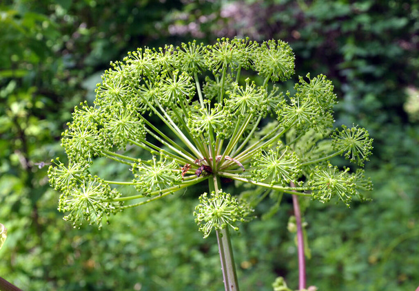 Medicinal, essential oil, honey, food plant - angelica archangelica grows in the wild - Photo, Image