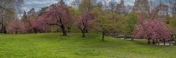 Voorjaar in Central Park, New York City - Foto, afbeelding
