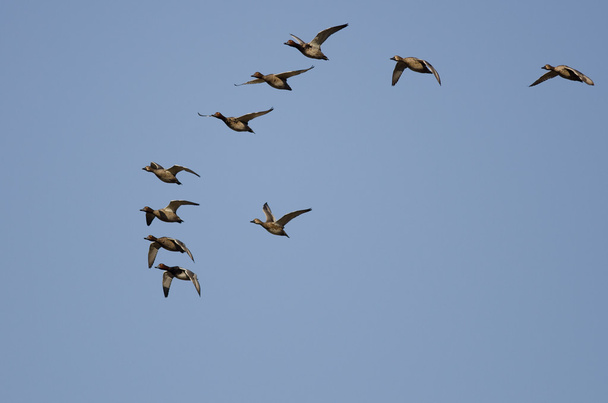 Hejno zrzky létání v modré obloze - Fotografie, Obrázek