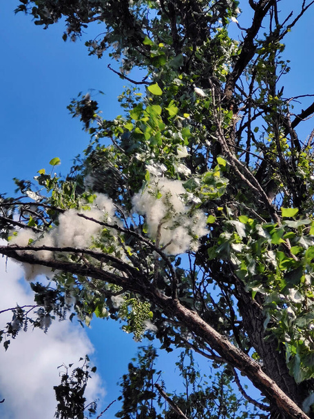 Flor de pelusa de álamo de cerca en un árbol que causa una reacción alérgica. Contra el cielo azul - Foto, Imagen