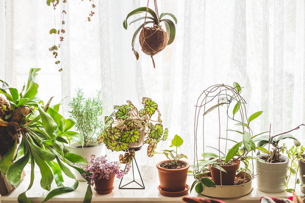 Beaucoup de plantes de la maison poussant dans les pots de fleurs sur le rebord de la fenêtre. Journée ensoleillée. Jardinage intérieur  - Photo, image