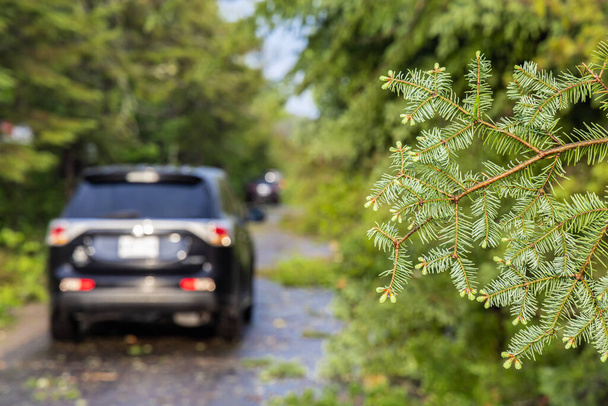 メインロードでの悪天候の余波を示す創造的な選択的フォーカスショット。木の枝や葉はドライバーのための道路の障害物を作成します. - 写真・画像