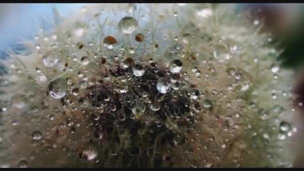 Beautiful landscape.Creative.A large white dandelion fluff with small dew drops on it. High quality FullHD footage - Footage, Video
