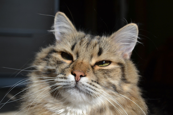 velká kočka - Fotografie, Obrázek