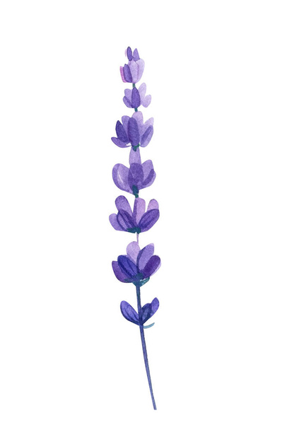 Lavender flowers set, bouquet of lavender flowers on isolated white background, watercolor illustration. High quality illustration - Foto, Bild