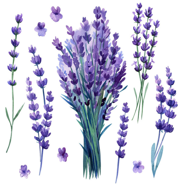 Lavendel bloemen set, boeket van lavendel bloemen op geïsoleerde witte achtergrond, aquarel illustratie. Hoge kwaliteit illustratie - Foto, afbeelding