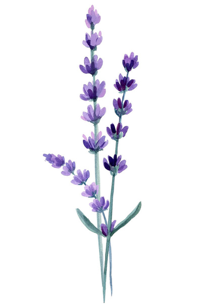 Set van lavendel bloemen, lavandula bloemen op geïsoleerde witte achtergrond, aquarel illustratie. Hoge kwaliteit illustratie - Foto, afbeelding