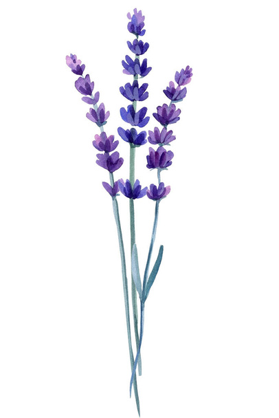 Lavender flower on isolated white background, watercolor illustration. High quality illustration - Фото, изображение