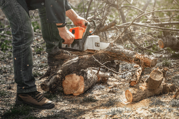A man with a chainsaw in his hands saws old trees, sawdust fly to the sides. - Foto, imagen
