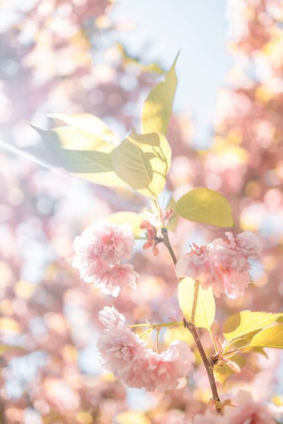 Varázslatos jelenet cseresznyevirágokkal és varázsszikrákkal. Gyönyörű természet tavaszi háttér. Fénykép tónusú világos rózsaszín színű. A szöveg másolási helye.  - Fotó, kép