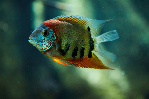 Red Shoulder Severum (Heros efasciatus) is a beautiful ornamental fish from Amazon  river basin - Photo, Image