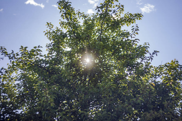 Солнечные лучи светят сквозь листья яблони в начале лета с голубым небом - Фото, изображение