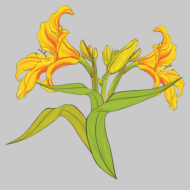 Vector Daylily flowers, buds and leaves. Floral diugital art.Yellow summer garden flowers. Use printed materials, signs, items, websites, maps. - Wektor, obraz