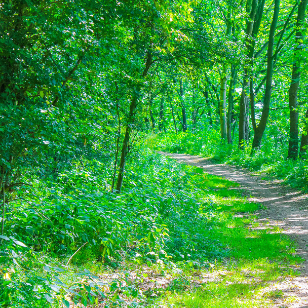 Natural beautiful panorama view with pathway and green plants trees in the forest of Hemmoor Hechthausen in Cuxhaven Lower Saxony Germany. - Photo, image