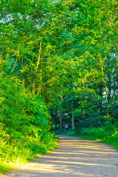 Natural beautiful panorama view with pathway and green plants trees in the forest of Speckenbtteler Park in Lehe Bremerhaven Germany - Фото, изображение