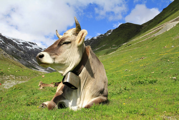 Piękne młode brązowe bydło z rogami i dzwonem w górach - Zdjęcie, obraz
