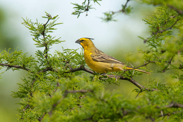 Yellow Cardinal, Gubernatrix cristata, Endangered species in La Pampa, Argentina - Фото, зображення